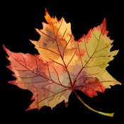 Listek-podzim Listek-podzim